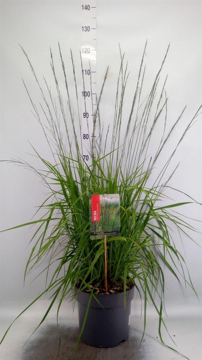 <h4>Molinia caerulea</h4>