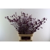 Callicarpa Bod Profusion