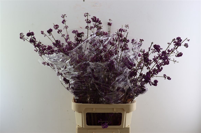 <h4>Callicarpa Bod Profusion</h4>