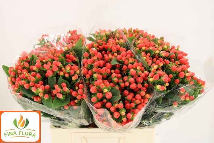 <h4>HYP MAG ROY PRINCESS</h4>