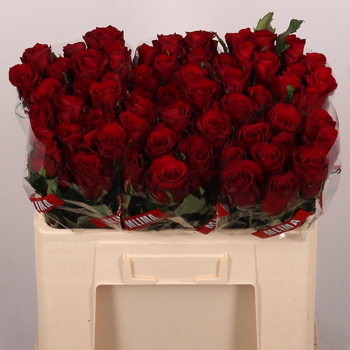 <h4>R GR RED LOVE</h4>