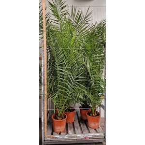 PHOENIX CANARIENSIS