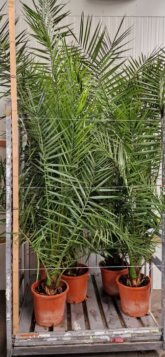 <h4>PHOENIX CANARIENSIS</h4>
