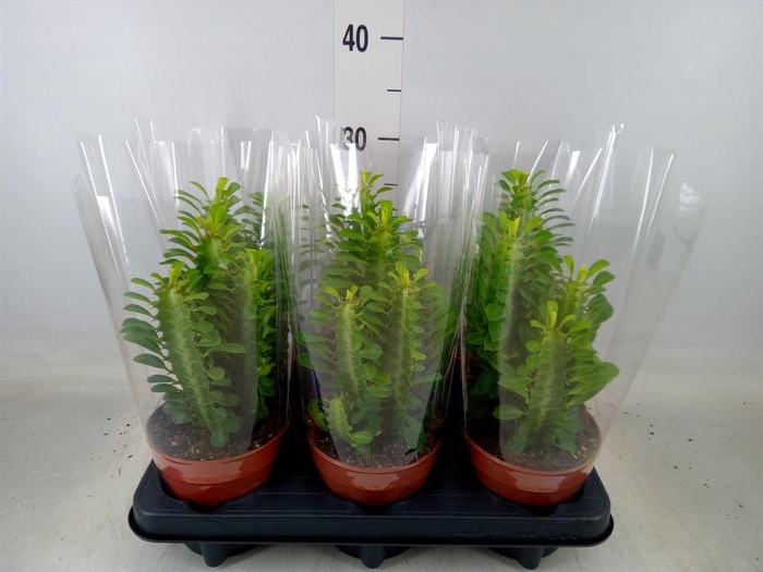 <h4>Euphorbia trigona</h4>