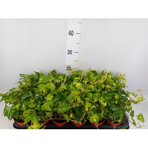 Hedera helix