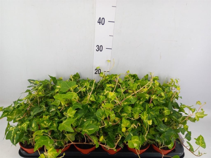 <h4>Hedera helix</h4>