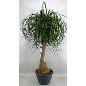 Beaucarnea recurvata