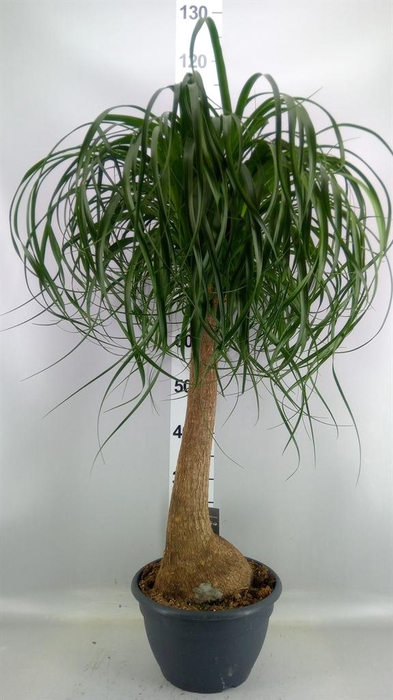 <h4>Beaucarnea recurvata</h4>