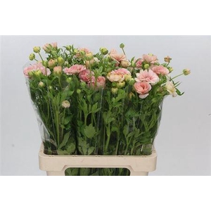 Ran Butterfly Mascarpon