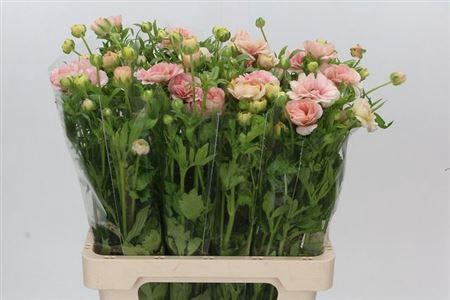 <h4>Ran Butterfly Mascarpon</h4>