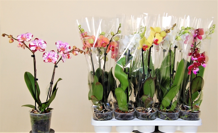 <h4>PHAL GEM 7 KL</h4>
