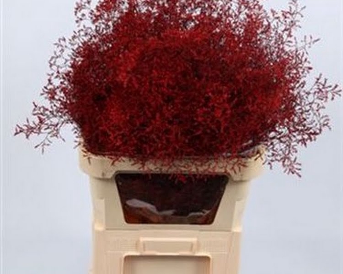 <h4>Limonium Beltlaard Klb Red</h4>