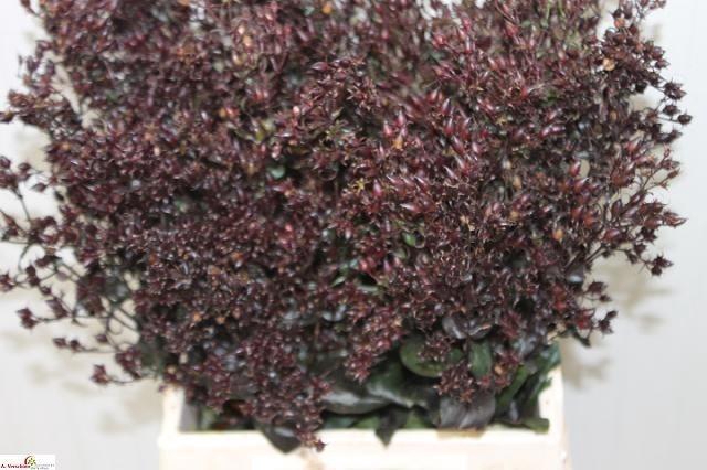 <h4>Penstemon Dar Towers</h4>