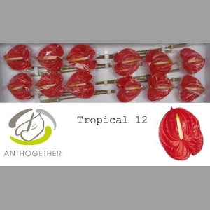 ANTH A TROPICAL