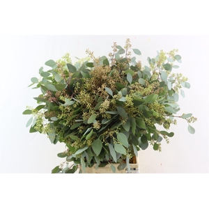Euca Populus Berry 300gr P Bunch