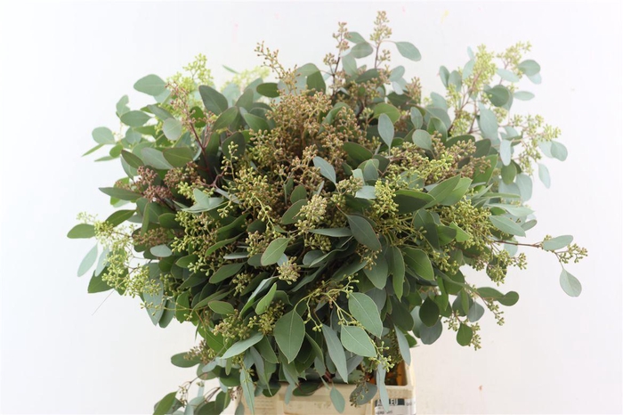 <h4>Euca Populus Berry 300gr P Bunch</h4>
