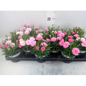 Dianthus  'I Love U'