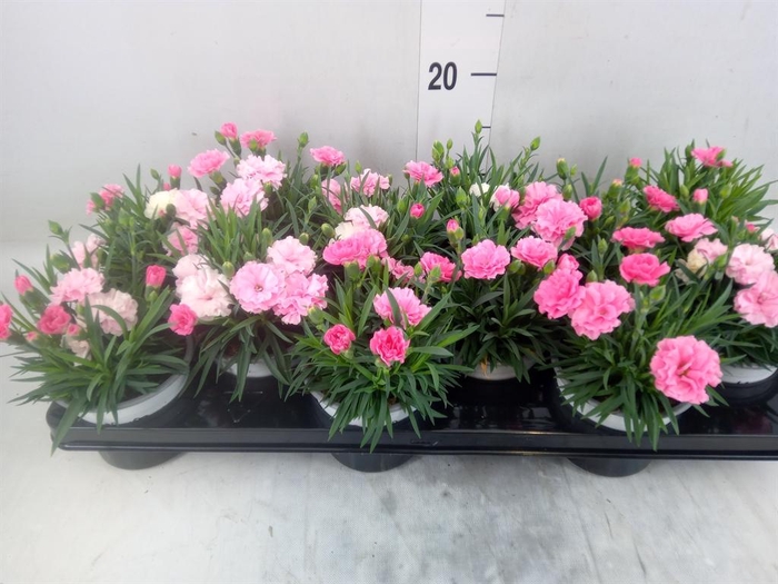 <h4>Dianthus  'I Love U'</h4>