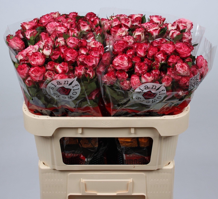 <h4>R TR SUNSET MAGIC</h4>