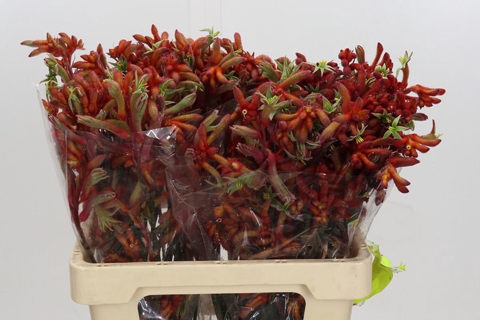 <h4>Anigozanthos Rampaging Roy Slaven</h4>