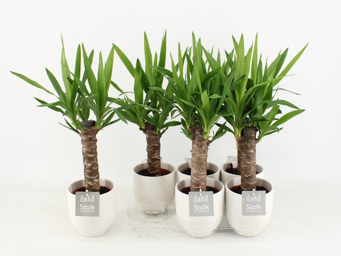 <h4>Yucca Keramiek Liv</h4>