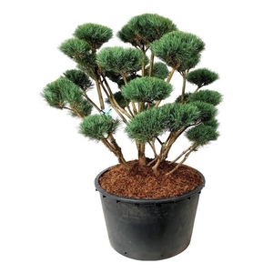 Pinus sylv. 'Watereri'