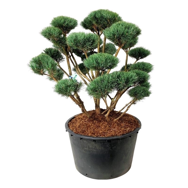 <h4>Pinus sylv. 'Watereri'</h4>