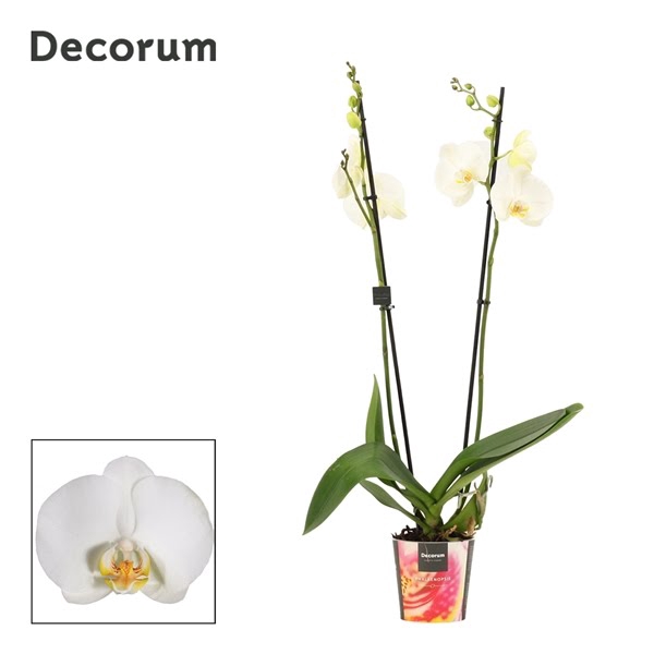 <h4>Phalaenopsis 2 tak wit lang (Decorum)</h4>