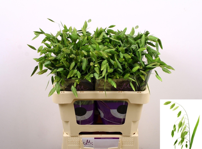 <h4>CHASMANTH LAT MANTIS</h4>