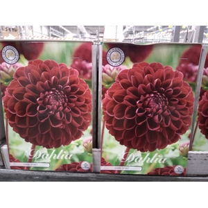 Dahlia   ...flowerbulbs