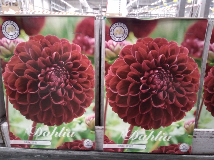 <h4>Dahlia   ...flowerbulbs</h4>