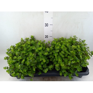 Callisia repens