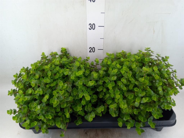 <h4>Callisia repens</h4>