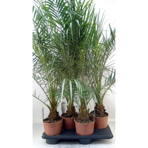 Phoenix roebelenii