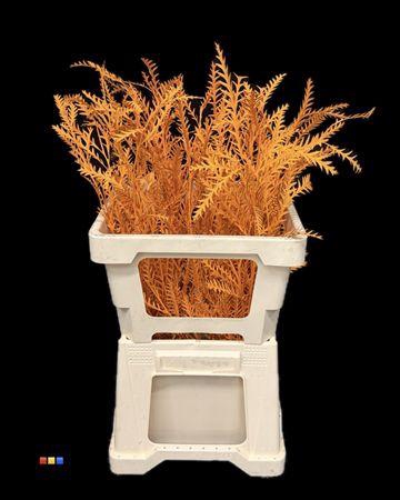 <h4>Grevillea Ivanhoe Orange</h4>