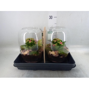 Planten  ..in schaal H%