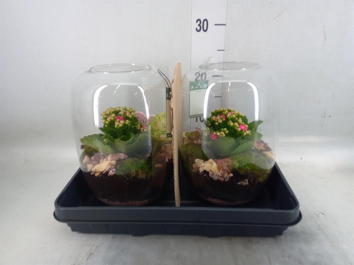 <h4>Planten  ..in schaal H%</h4>