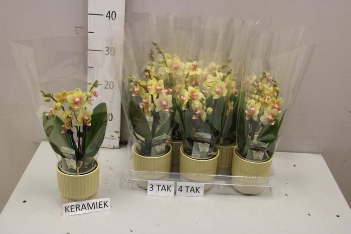 <h4>PHAL MF OV ORANJE</h4>