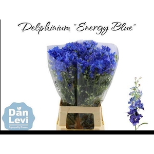 Delph En Energy Blue