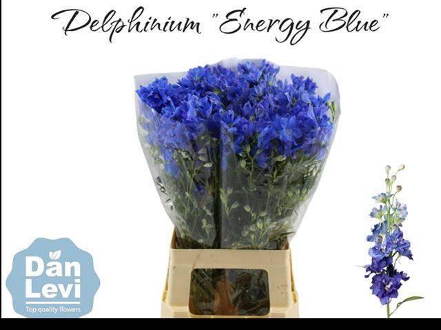 <h4>Delph En Energy Blue</h4>