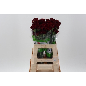 Di St Zurigo 60cm