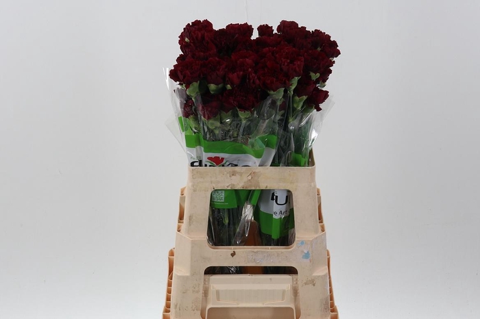 <h4>Di St Zurigo 60cm</h4>