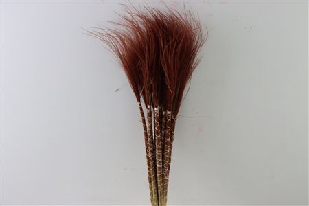 Dried Stypha Penata Brown Bunch