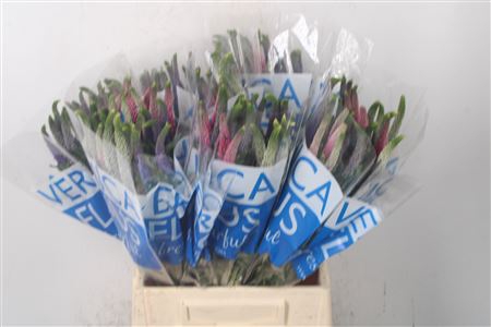 <h4>Veronica Smart Colors Mixed</h4>