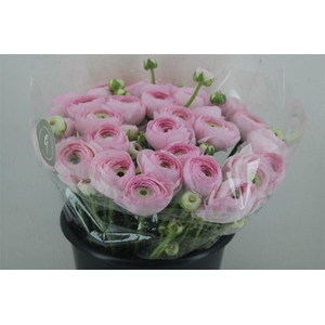 Ran Cloni Sup Confetto San Mauro