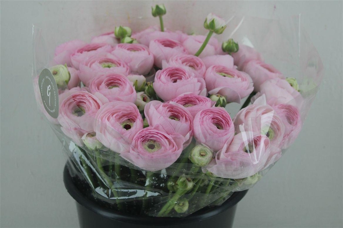 <h4>Ran Cloni Sup Confetto San Mauro</h4>