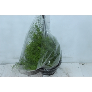 ASPARGO ALFINETE C21