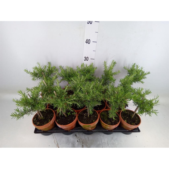 <h4>Rosmarinus offi. 'Prostratus'</h4>