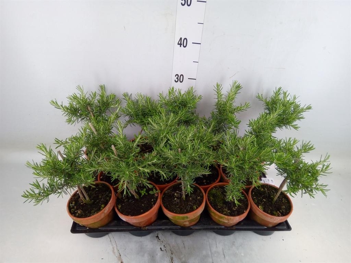 Rosmarinus offi. 'Prostratus'