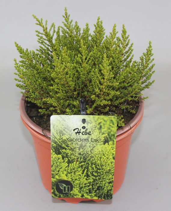 <h4>Hebe Golden Esk C2</h4>